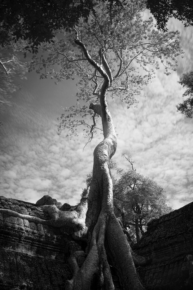  : FEATURE: The Trees of Angkor : Viviane Moos |  Documentary Photographer